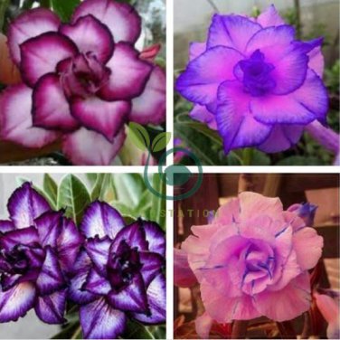 Adenium Pink Petals with Blue Stripe Flower 4 Seeds