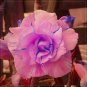 Adenium Pink Petals with Blue Stripe Flower 4 Seeds