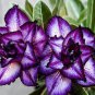 Adenium Pink Petals with Blue Stripe Flower 4 Seeds