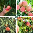 Sweet Prunus Persica Dwarf Peach Tree Fruit 10 Seeds