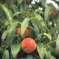 Sweet Prunus Persica Dwarf Peach Tree Fruit 10 Seeds