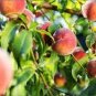 Sweet Prunus Persica Dwarf Peach Tree Fruit 10 Seeds