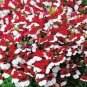 Nemesia Strumosa Danish Flag Flower 60 Seeds