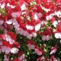 Nemesia Strumosa Danish Flag Flower 60 Seeds