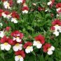 Nemesia Strumosa Danish Flag Flower 60 Seeds
