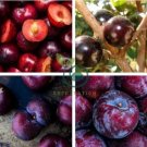 Purplish Red Round Plum Bonsai Fruits Plants 20 Seeds