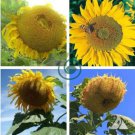Titan Sunflowers 24 Inch Heads 30 Seeds
