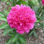 Rare Heirloom Pink Red Damask Garden Peony Plant Flower 'Qing Ren' 10 Seeds