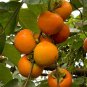 Asian Persimmon 200 Seeds