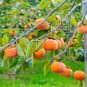 Asian Persimmon 200 Seeds