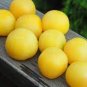 'Wapsipinicon Peach' Organic Heirloom Tomato 200 Seeds