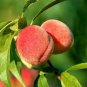 Erly Red Sweet Peach Fruit 2 Seeds