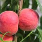 Erly Red Sweet Peach Fruit 2 Seeds