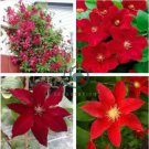 Clematis Climbing Plants 200 Seeds