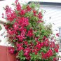 Clematis Climbing Plants 200 Seeds