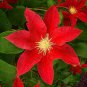Clematis Climbing Plants 200 Seeds