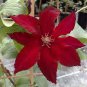 Clematis Climbing Plants 200 Seeds