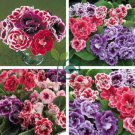 Gloxinia F1 Brocade Double Mixed 10 Seeds
