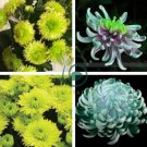 Green Blue Purple Chrysanthemum Perennial Flower 100 Seeds