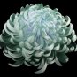 Green Blue Purple Chrysanthemum Perennial Flower 100 Seeds