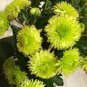 Green Blue Purple Chrysanthemum Perennial Flower 100 Seeds