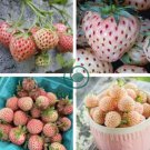 Light Red Pineberry with White Berries 200 Seeds