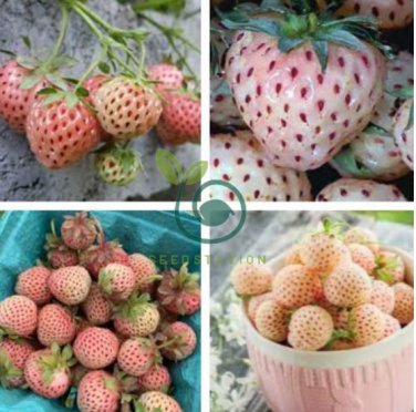 Light Red Pineberry with White Berries 200 Seeds