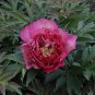 Rose Red Peony 'Shao Nv Hong' Flower Tree 10 Seeds