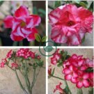Rosy Adenium Obesum Chotratsamee Desert Rose Flowers 4 Seeds