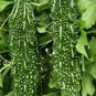 Rare Hybrid 'Black Pearl' Bitter Melon 10 Seeds