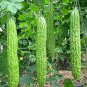 Rare Hybrid 'Black Pearl' Bitter Melon 10 Seeds