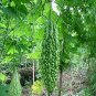 Rare Hybrid 'Black Pearl' Bitter Melon 10 Seeds