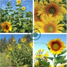 Tarahumara Sunflower 30 Seeds