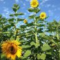 Tarahumara Sunflower 30 Seeds