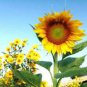 Tarahumara Sunflower 30 Seeds