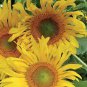 Tarahumara Sunflower 30 Seeds
