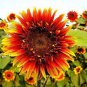 The Joker Beautiful Bicolor Ornamental Sunflower 30 Seeds