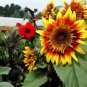 The Joker Beautiful Bicolor Ornamental Sunflower 30 Seeds