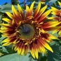 The Joker Beautiful Bicolor Ornamental Sunflower 30 Seeds