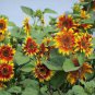 The Joker Beautiful Bicolor Ornamental Sunflower 30 Seeds