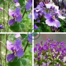 Violet Orychopragmus Flower 200 Seeds