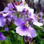 Violet Orychopragmus Flower 200 Seeds