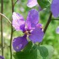 Violet Orychopragmus Flower 200 Seeds