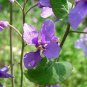 Violet Orychopragmus Flower 200 Seeds