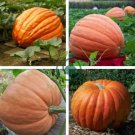 Atlantic Giant Pumpkin 12 Seeds