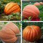 Atlantic Giant Pumpkin 12 Seeds