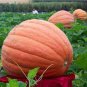 Atlantic Giant Pumpkin 12 Seeds