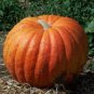Atlantic Giant Pumpkin 12 Seeds