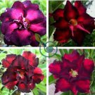 'Ji Yu' Adenium Desert Rose 4 Seeds