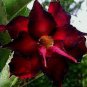 'Ji Yu' Adenium Desert Rose 4 Seeds